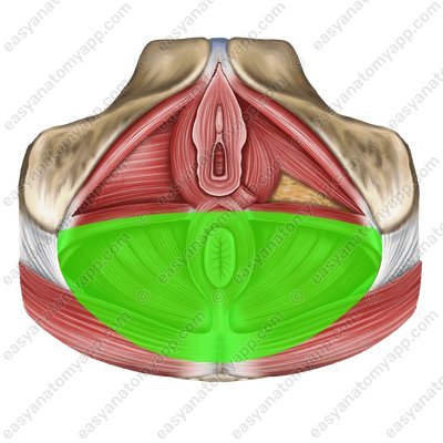 Pelvic diaphragm / anal triangle (region analis)